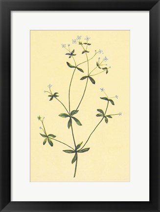 Framed Sweet Scented Bedstraw Print