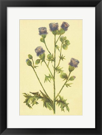 Framed Thistle Print