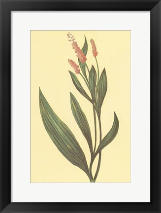 Framed Water Knotweed Print