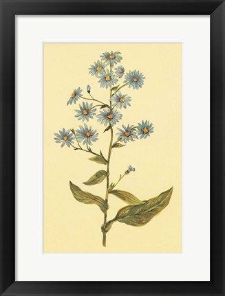 Framed Wavy Leaved Aster Print