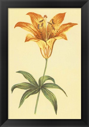 Framed Wild Orange Lily Print