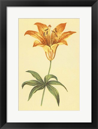 Framed Wild Orange Lily Print