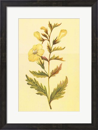 Framed Yellow Fox Glove Print