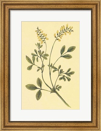 Framed Yellow Melilot and Sweet Clover Print