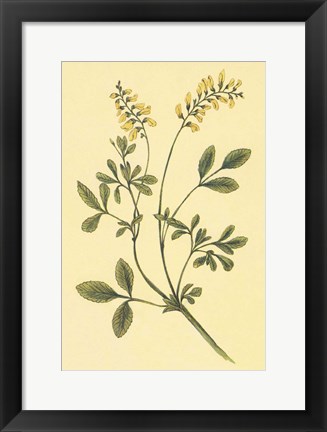 Framed Yellow Melilot and Sweet Clover Print