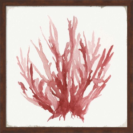 Framed Red Coral I Print