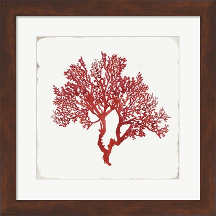 Framed Red Coral II Print