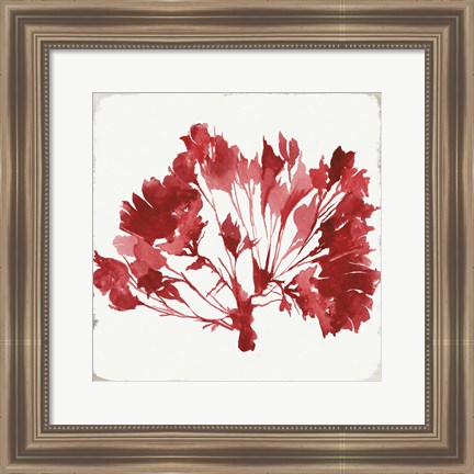 Framed Red Coral IV Print