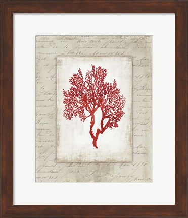 Framed Red Coral II Border Print