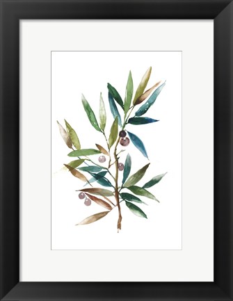 Framed Olive Branch II Print