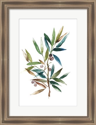 Framed Olive Branch II Print