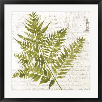 Framed Fern I Print