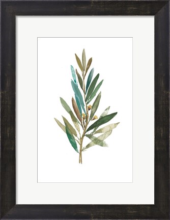 Framed Olive III Print