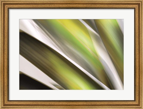 Framed Organic VI Print