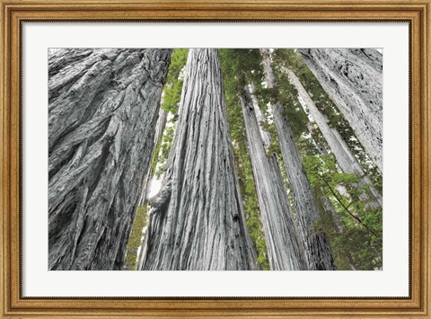 Framed Redwoods Forest IV BW with Color Print