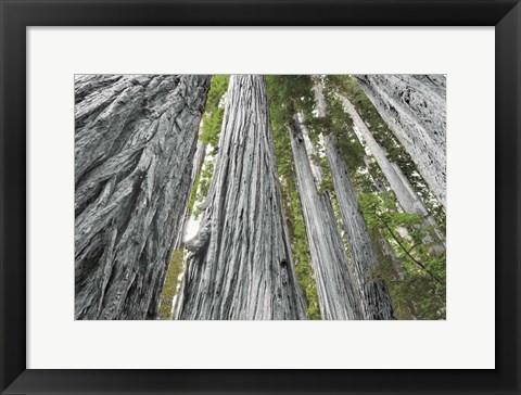 Framed Redwoods Forest IV BW with Color Print