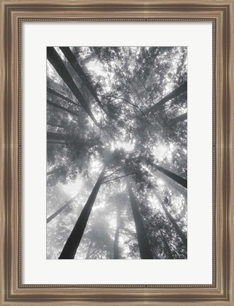 Framed Fir Trees I BW Print