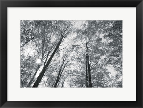 Framed Autumn Forest III BW Print