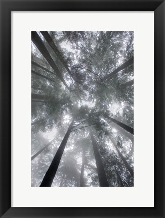 Framed Fir Trees I Print