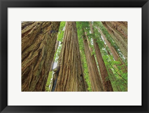 Framed Redwoods Forest IV Print