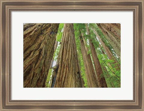 Framed Redwoods Forest IV Print