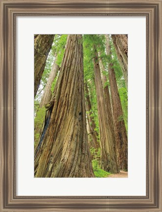 Framed Redwoods Forest III Print