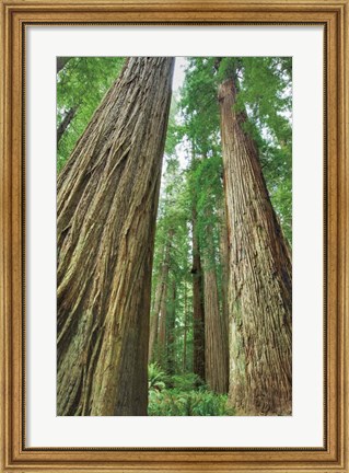 Framed Redwoods Forest II Print