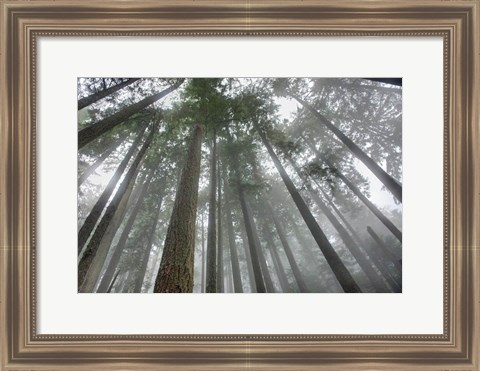 Framed Fir Trees III Print