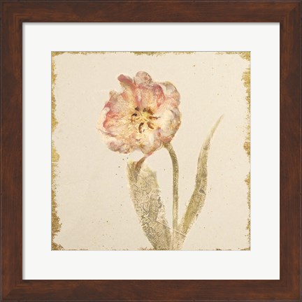 Framed Vintage May Wonder Tulip Crop Print