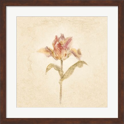 Framed Zoomer Schoon Tulip on White Crop Print