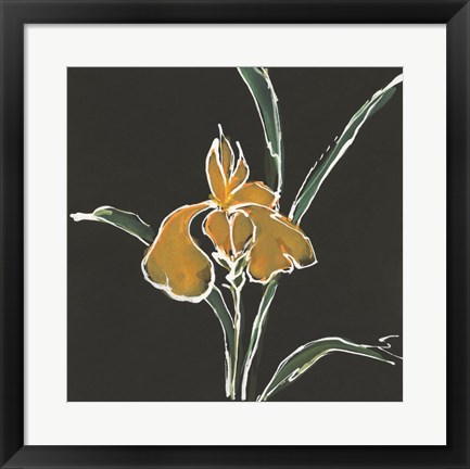 Framed Iris on Black VI Print