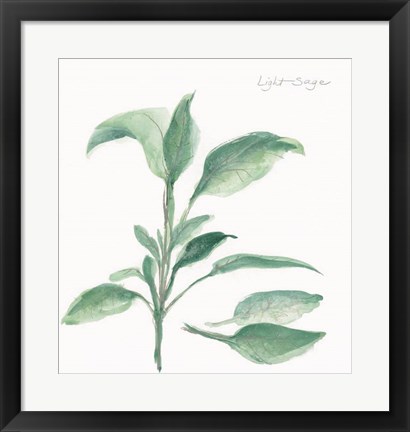 Framed Sage II Print