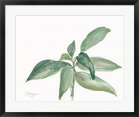 Framed Sage I Print