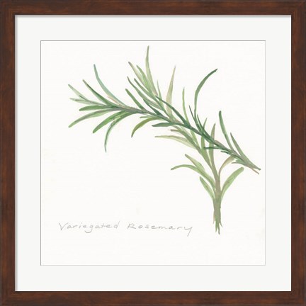 Framed Variegated Rosemary II Print