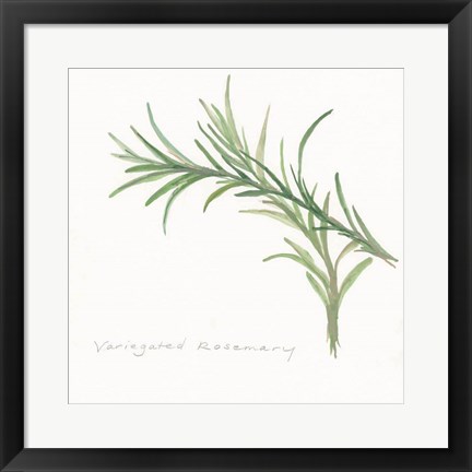 Framed Variegated Rosemary II Print