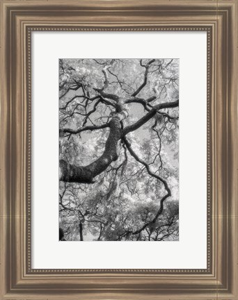 Framed Savannah Print