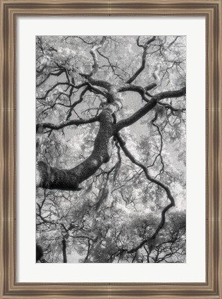 Framed Savannah Print