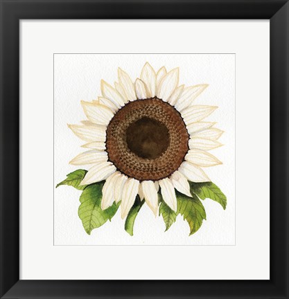 Framed Autumn Elegance White Sunflower Print