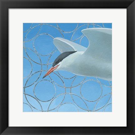 Framed Common Tern Print