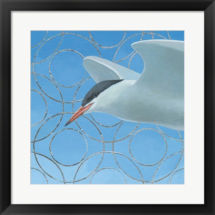 Framed Common Tern Print