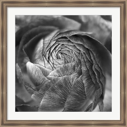 Framed Ranunculus Abstract II BW Print