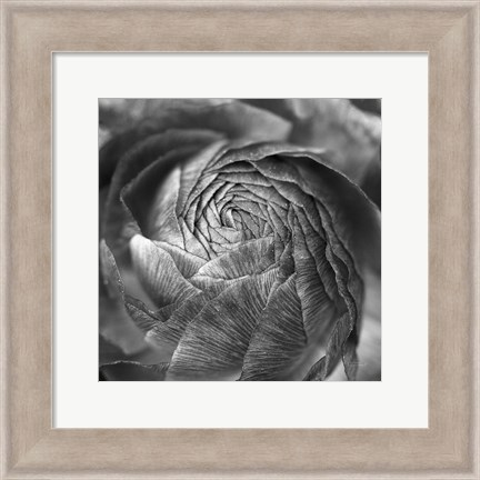 Framed Ranunculus Abstract II BW Print