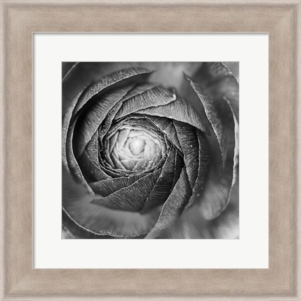 Framed Ranunculus Abstract I BW Print