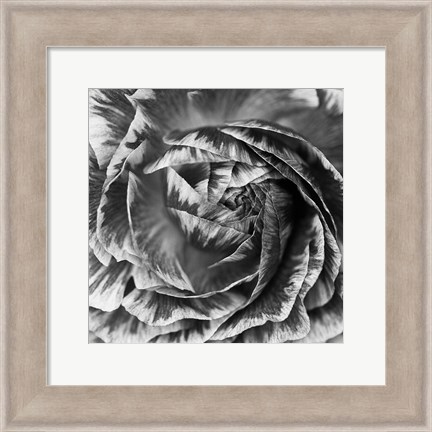 Framed Ranunculus Abstract IV BW Print