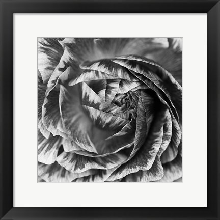 Framed Ranunculus Abstract IV BW Print