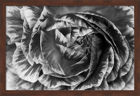 Framed Ranunculus Abstract VI BW Print