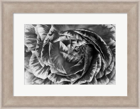 Framed Ranunculus Abstract VI BW Print