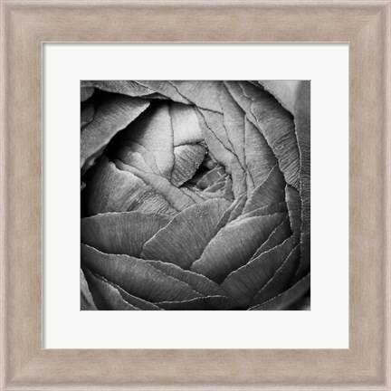 Framed Ranunculus Abstract III BW Print