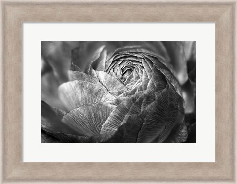 Framed Ranunculus Abstract V BW Print