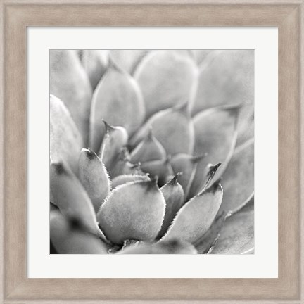 Framed Garden Succulent I Print